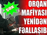 YENƏ ORQAN MAFİYASI, YENƏ AZƏRBAYCAN 