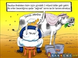 Tramp sağmal inəyini təhqir etdi: Bin Salmanın biti var