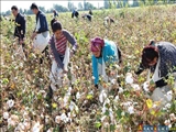Azərbaycanda pambıq sahəsində yenidən kütləvi zəhərlənmə